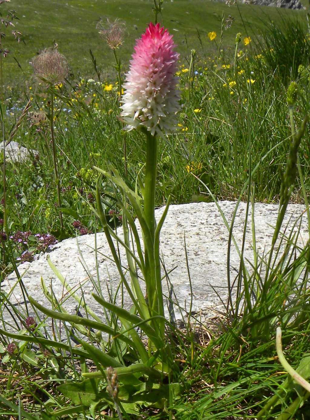 quale Nigritella?   Nigritella corneliana